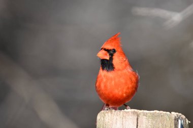 Erkek Kuzey Kardinal Kuşu