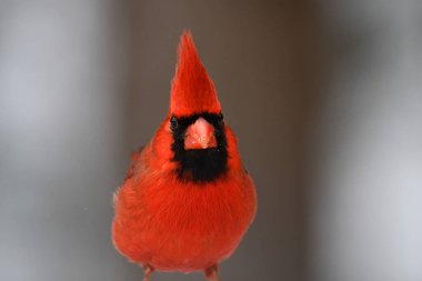 Erkek Kuzey Kardinal Kuşu