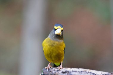 Erkek Akşam Grosgaga Kuşu