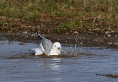 Yüzük Faturalı Martı tarım alanında bir su birikintisinde banyo yapıyor.