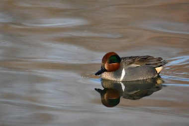 Erkek Yeşil Kanatlı Teal ördeği