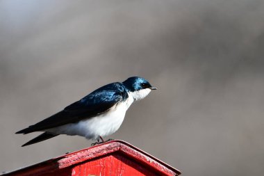 Ağaç Kırlangıcı kuş yuvasına tünemiş