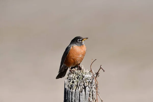 American Robin perched on a fence post