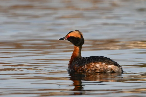 Hörnchen Ente Auf Dem See — Stockfoto