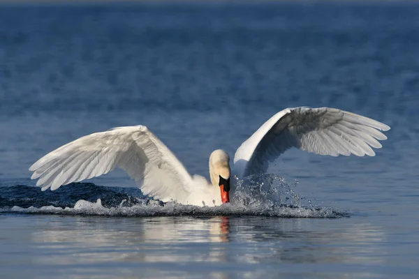 Cisne Mudo Aterrizando Lago Con Las Alas Extendidas —  Fotos de Stock