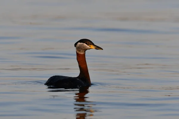 Red Necked Grebe Duck Lake — 스톡 사진
