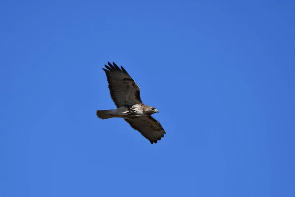 Red Tailed Hawk Vol Survolant Les Airs — Photo