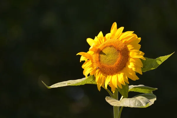 Garden scene Sunflowers in bloom