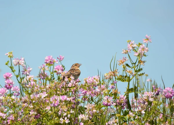 Samice Bobolink Pták Divokých Květinách — Stock fotografie