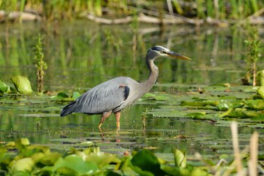 Büyük mavi balıkçıl bataklıkta