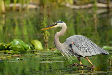 Büyük mavi balıkçıl bataklıkta