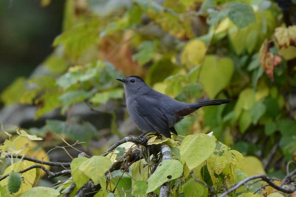 森の中の灰色の鳥 — ストック写真