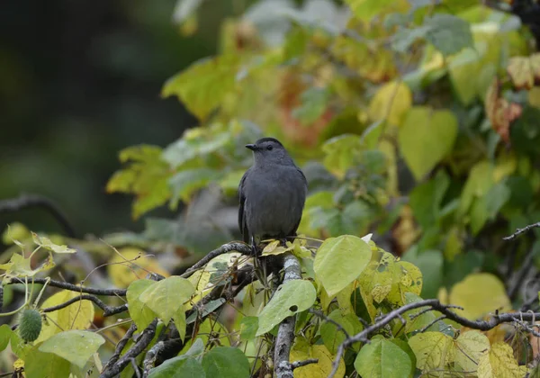 Catbird Gris Dans Forêt — Photo