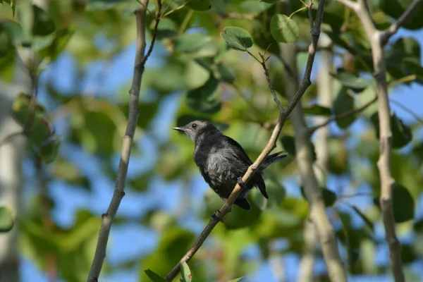 Catbird Gris Dans Forêt — Photo