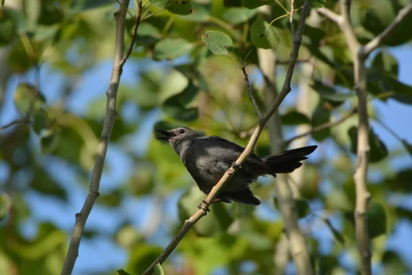 Ptaszek Szary Lesie — Zdjęcie stockowe