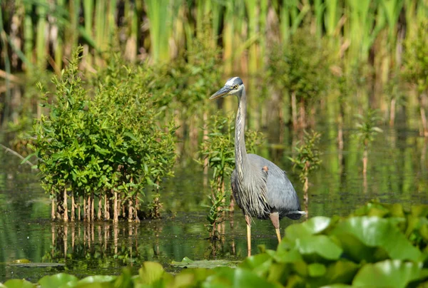 Büyük mavi balıkçıl bataklıkta