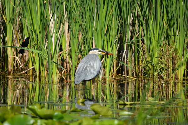 Blaureiher Sumpf — Stockfoto