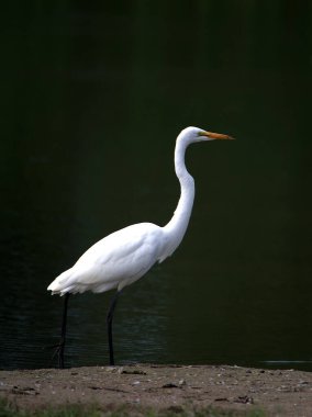 Bataklıkta büyük beyaz balıkçıl