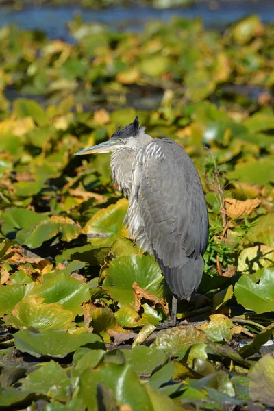 Blaureiher Sumpf — Stockfoto