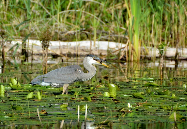 Great Blue Heron Marsh — Stock Photo, Image