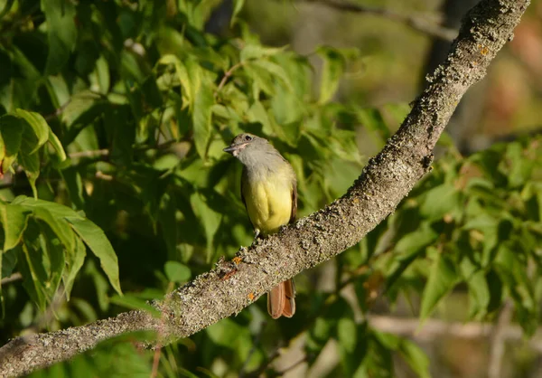 Great Crested Flycatcher Perched Tree — Stock Photo, Image