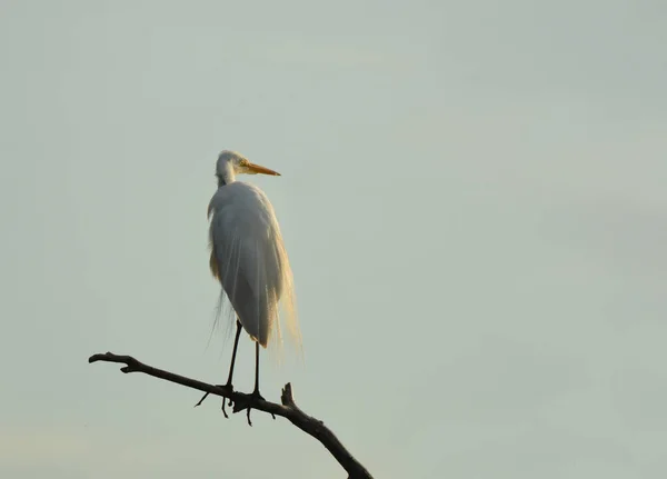 Gran Garza Blanca Pantano — Foto de Stock