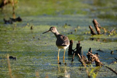 Daha büyük sarı bacaklı kıyı kuşu sulak alanlarda yürüyor.