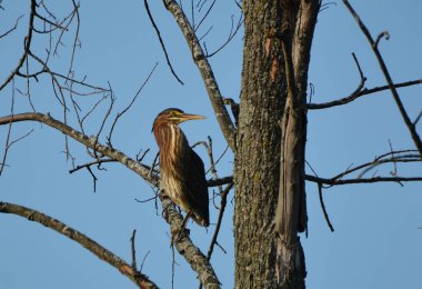 Yeşil balıkçıl ağaçta tünemiş.