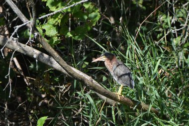 Çaylak yeşil balıkçıl sulak alanları keşfediyor.
