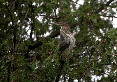 Sedir ağacında genç yeşil balıkçıl