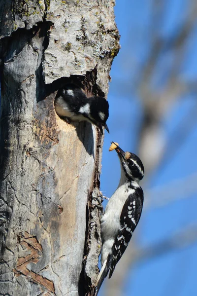 Yavru Kuşla Kıllı Ağaçkakan Kuşuna Yaklaş — Stok fotoğraf