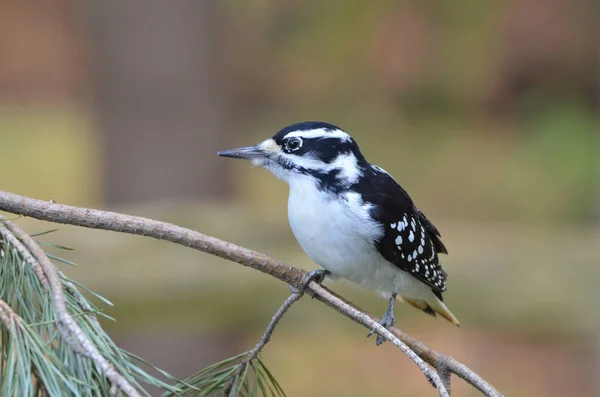 Primer Plano Pájaro Carpintero Peludo — Foto de Stock