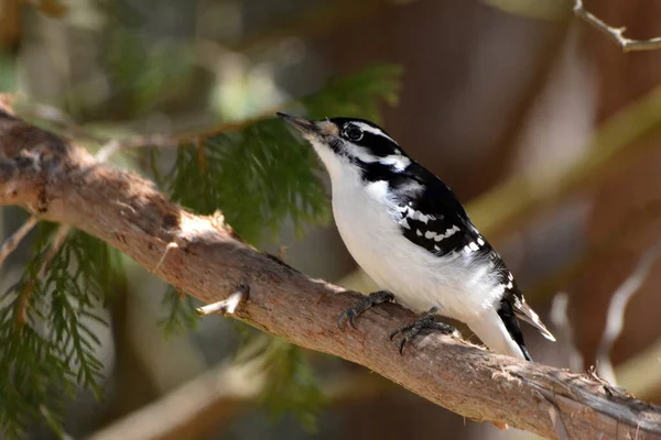 Primer Plano Pájaro Carpintero Peludo — Foto de Stock