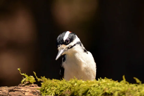 毛深いキツツキの鳥のクローズアップ — ストック写真