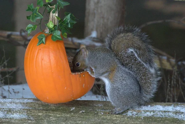 Squirrel Eats Bird Seed Repurposed Halloween Pumpkin — Stock Fotó