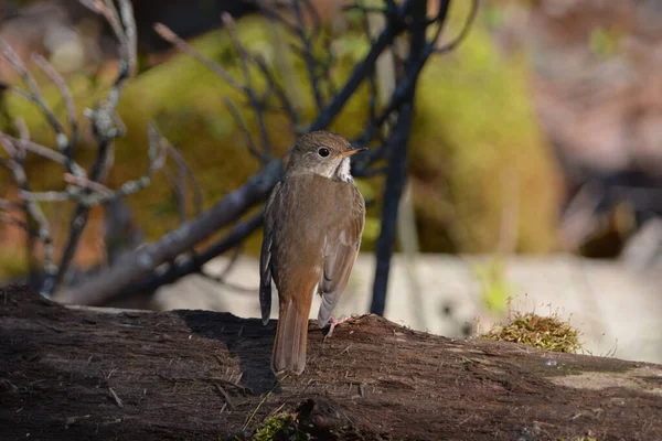 Kluizenaar Spitsvogel Bos — Stockfoto