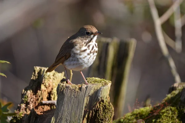 Keşiş Ağaçtaki kuş