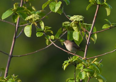 Wren Hanesi öten kuş