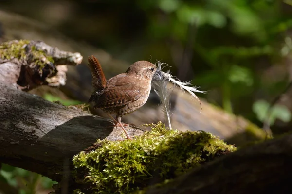 House Wren Zang Vogel Nestelen — Stockfoto