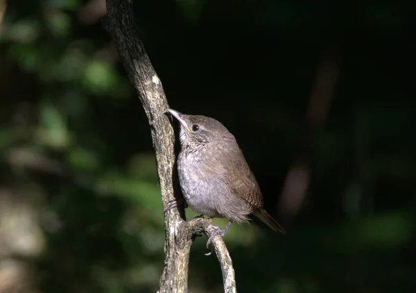 Ptak Pieśni House Wren — Zdjęcie stockowe