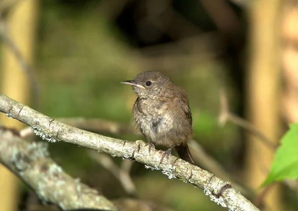 Ptak Pieśni House Wren — Zdjęcie stockowe