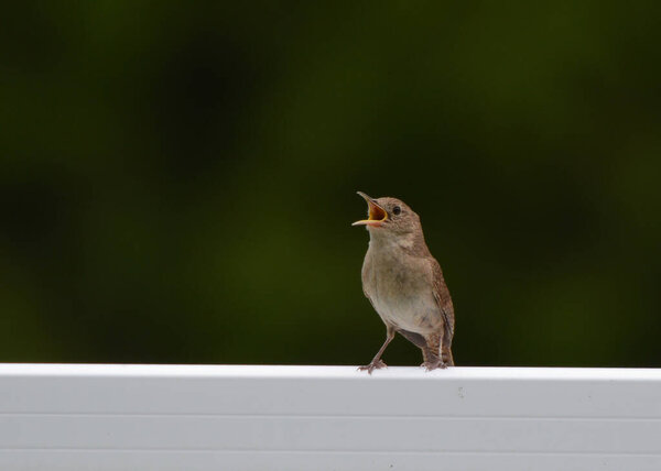Пение птицы Домашнего Рена