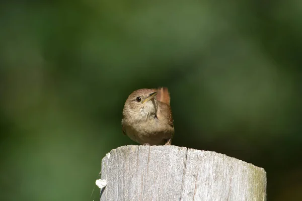 House Wren Song Bird — Stock Photo, Image