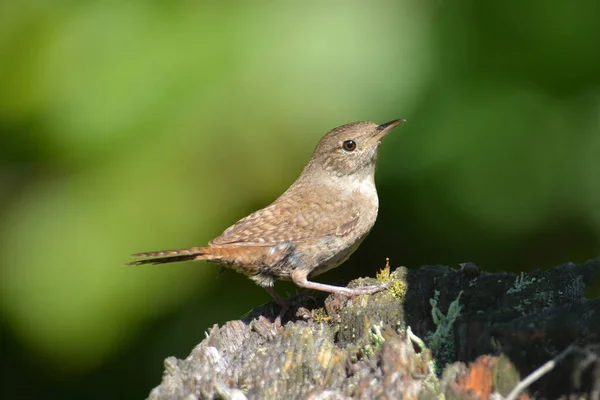 House Wren Sång Fågel — Stockfoto