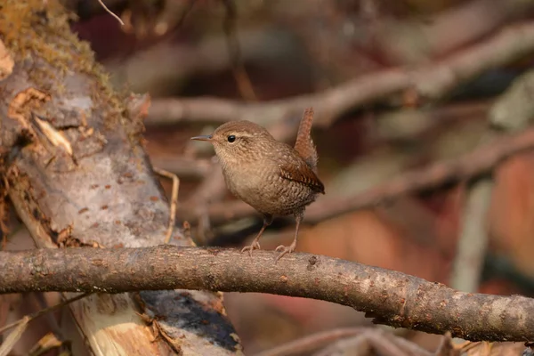 Winter Wren Song Bird — Stock Photo, Image