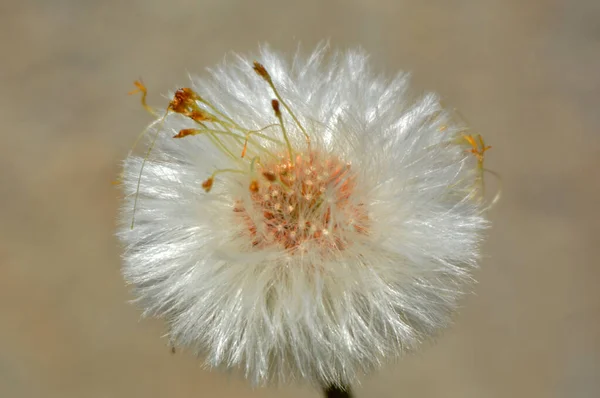 Karahindiba Tohumlara Karıştı — Stok fotoğraf