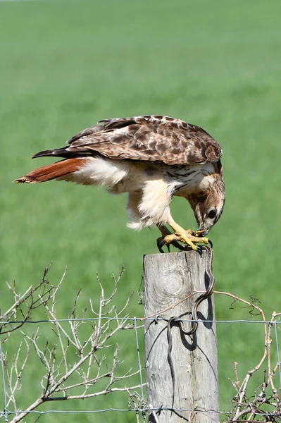 Red Tailed Hawk Dans Nature Perché Sur Poteau Clôture Manger — Photo