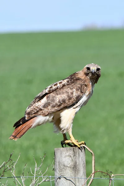 Rotschwanzfalke Hockt Freier Wildbahn Auf Einem Zaunpfahl Und Frisst Eine — Stockfoto