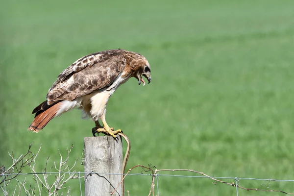 Red Tailed Hawk Dans Nature Perché Sur Poteau Clôture Manger — Photo