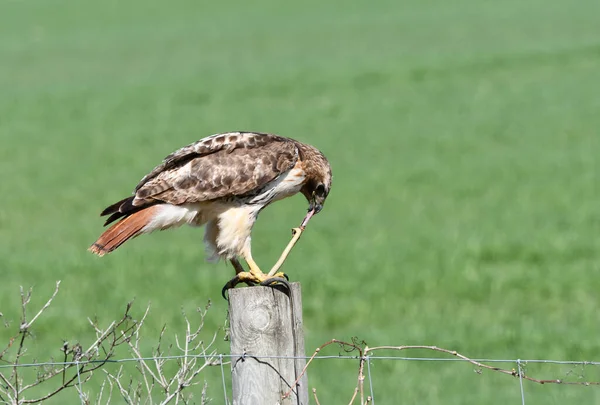 Red Tailed Hawk Dans Nature Perché Sur Poteau Clôture Manger — Photo